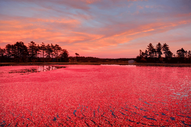 cranberries