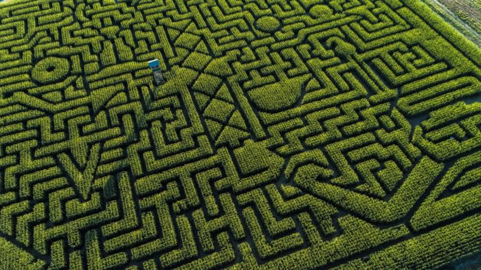 Maze