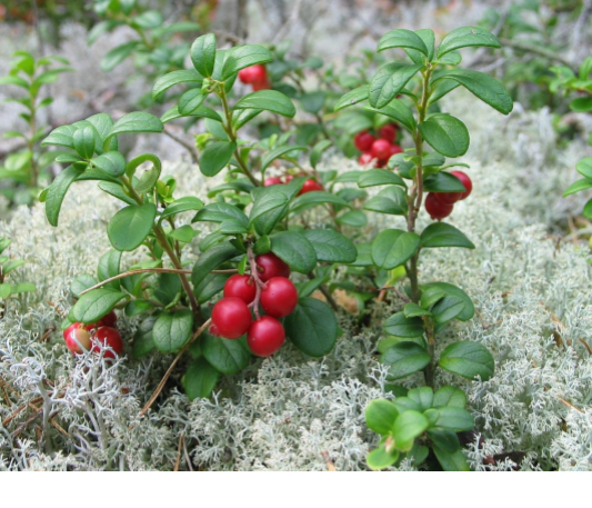 Holly Berries