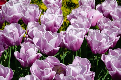 lavender tulips