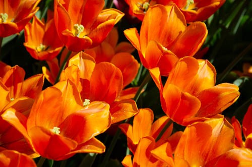 orange tulips