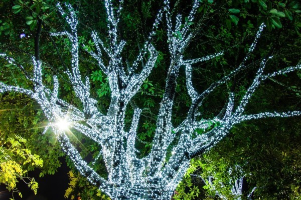 Tree in lights