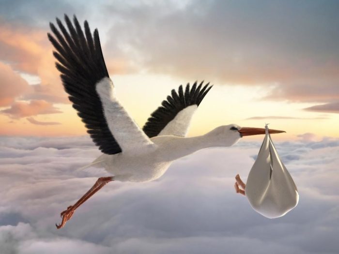 Stork with baby